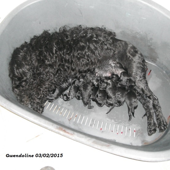 portugues water dog male