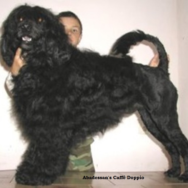 chien d’eau portugais : CH Seamaid Do Lusiadas