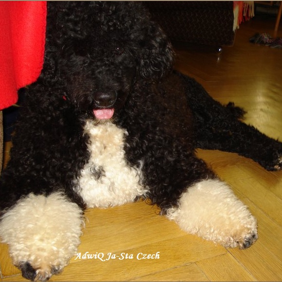 Portuguese water dog : Adwiq Ja-Sta Czech