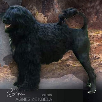 Portuguese water dog : Agnes Ze Kbela