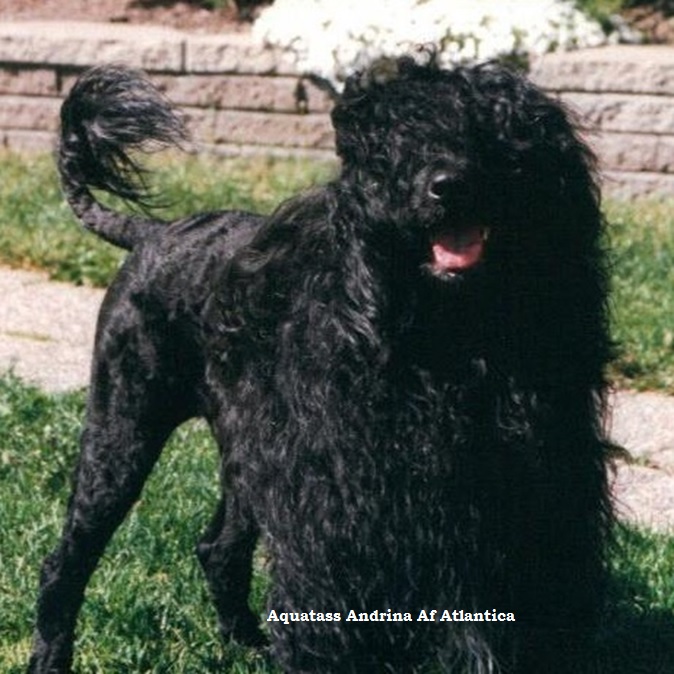 chien d&rsquo;eau portugais : CH Aquatass Adriana Af Atlantica