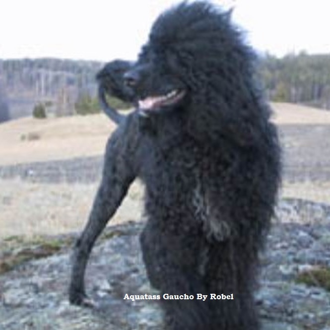 chien d’eau portugais : Aquatass Gaucho By Robel