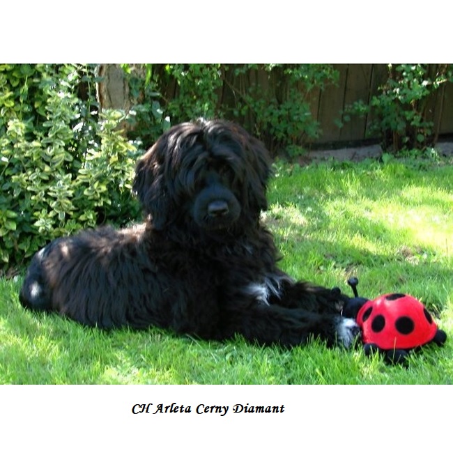 Portuguese water dog : CH Arleta Cerny Diamant