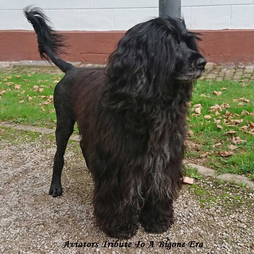 Portuguese water dog : Aviators Tribute To A bygone Era