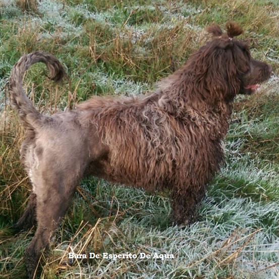 chien d’eau portugais : Bara de esperito de aqua