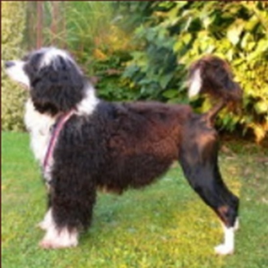 Portuguese water dog : Cervantes Miguel Z Kasetek