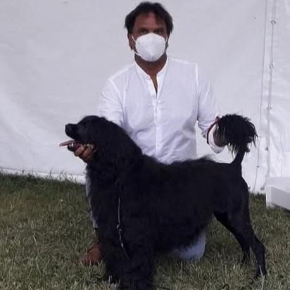 portugues water dog male