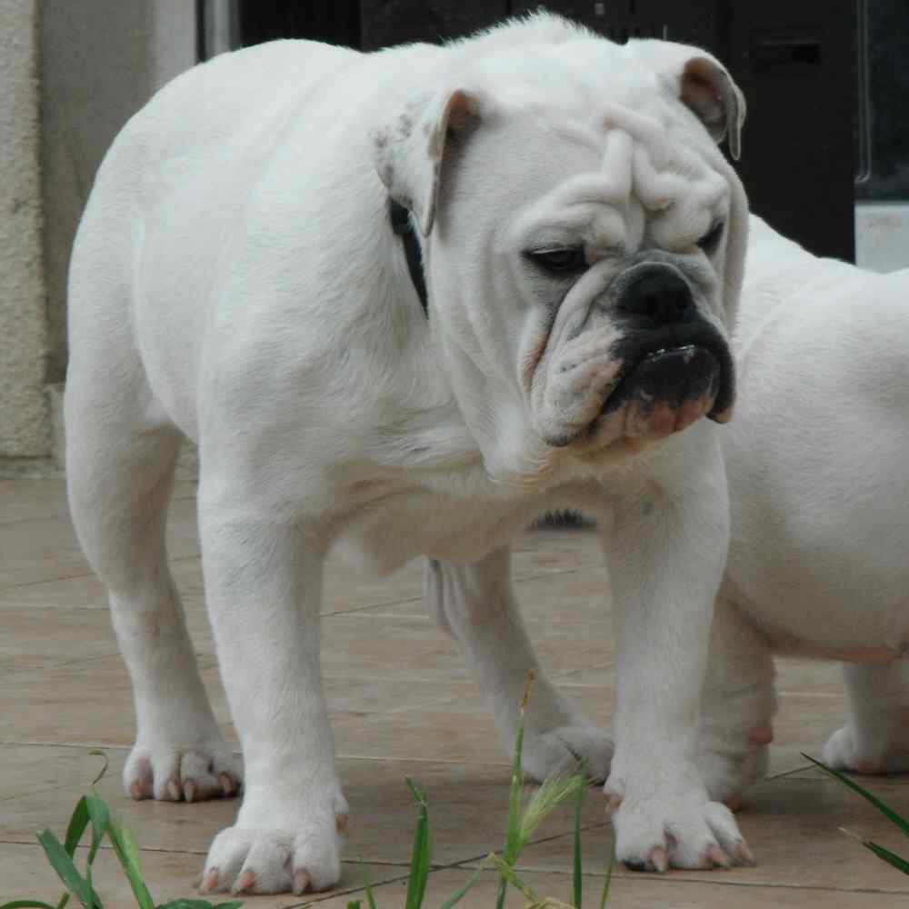 english bulldog who past away !