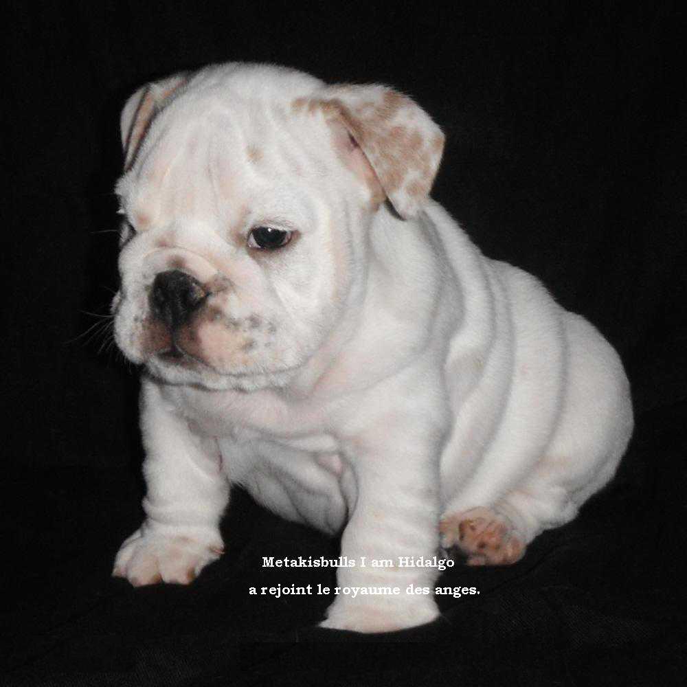 english bulldog who past away !