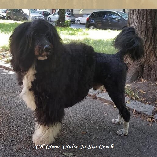 Portuguese water dog : CH Creme Cruise Ja-Sta Czech