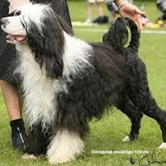chien d&rsquo;eau portugais : CH Gnupens M�ktiga Triton