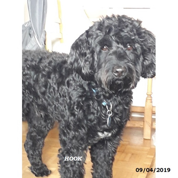 chien d’eau portugais : Jarod Da Estrela Do Mar