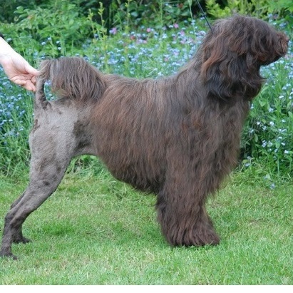 chien d’eau portugais : portogallo