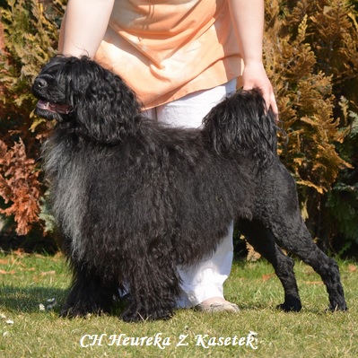 Portuguese water dog : CH Heureka Z Kasetek