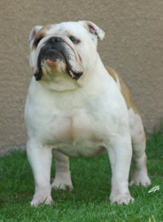 English bulldog : Hobtop Hi-Hopes At Merriveen