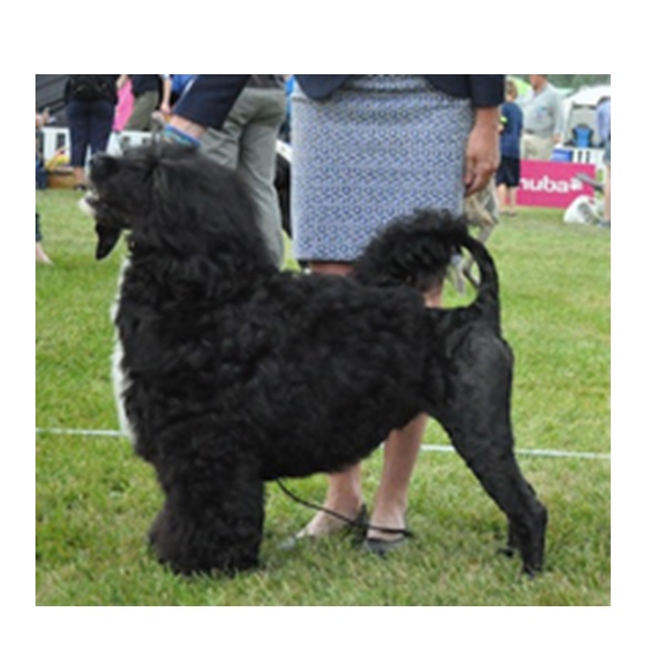 chien d’eau portugais : Multi CH HI Seas Dr. Romeo Macdoff