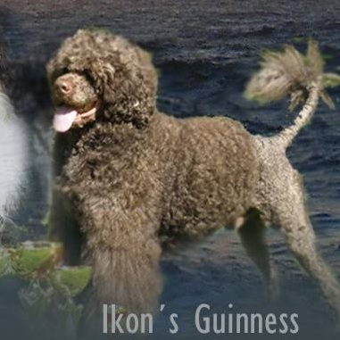 Portuguese water dog : Ikon’s Guinness