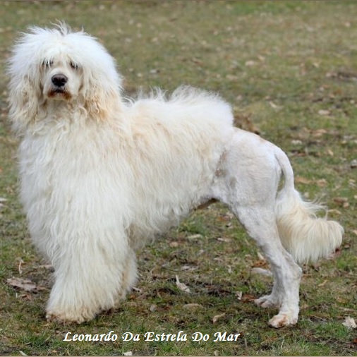 Portuguese water dog : Leonardo Da Estrela Do Mar