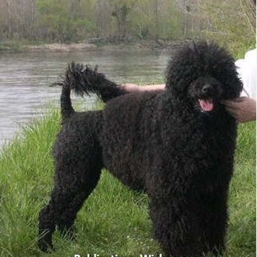 chien d’eau portugais : CH Mountainhead's Lola De Grifford