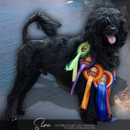 Portuguese water dog : CH Lotrando Z Kasetek
