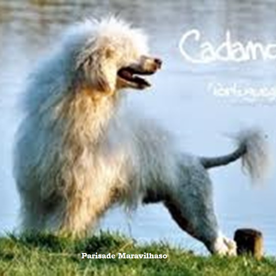 chien d’eau portugais : Parisade Maravilhaso