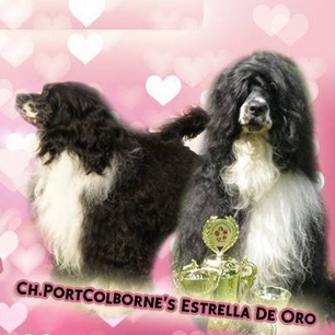 Portuguese water dog : CH Portcolbornes Estrella De Oro