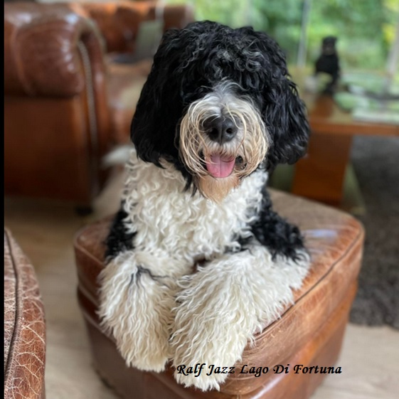 Portuguese water dog : Ralph Jazz Lago Di Fortuna