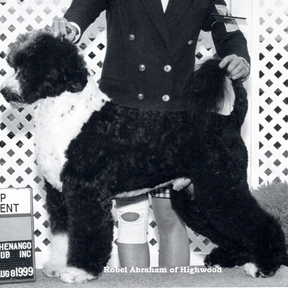 chien d’eau portugais : CH Robel Abraham Of Highwood