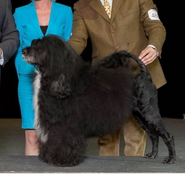 chien d’eau portugais : Multi CH Robel Alexander The Great Aquatass