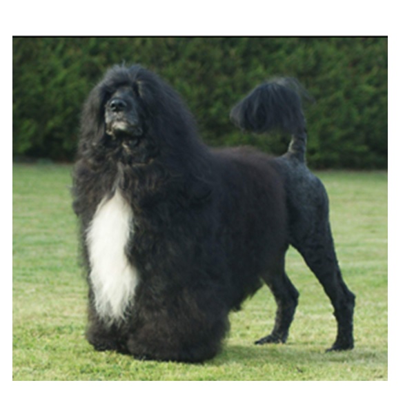 portuguese water dog : Multi CH HI Seas Dr. Romeo Macdoff