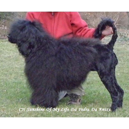 Portuguese water dog : CH Sunshine Of My Life Da Pedra Da Anixa