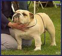 English bulldog, Ch Iceglint I'm Alfred