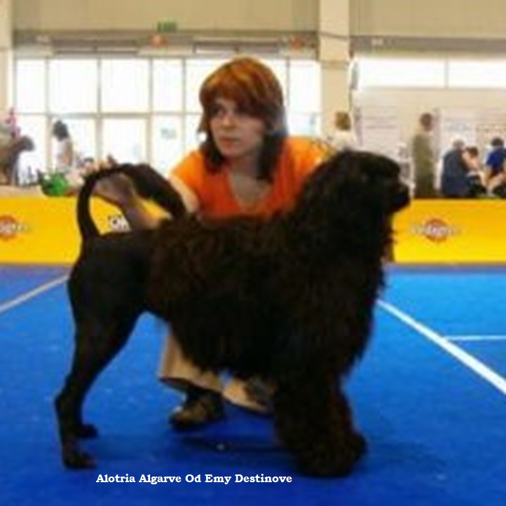 chien d’eau portugais : C.I.B. Alotria-Algarve Od Emy Destinov