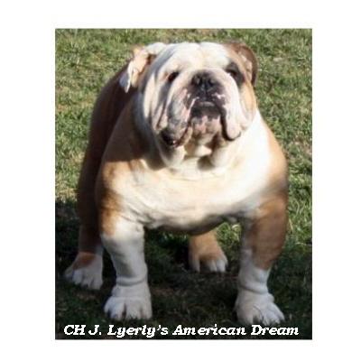 English bulldog : CH Lyerly’s American Dream
