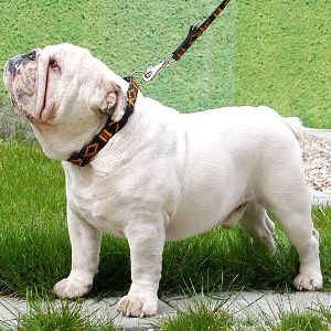English bulldog : CH Angelo Orestes