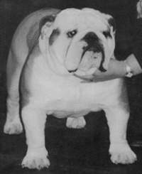 English bulldog, Athelstan Anglorum