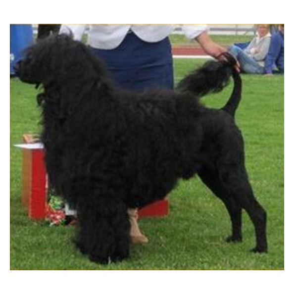 chien d’eau portugais : CH Aquatass Riacho Com Esperanca