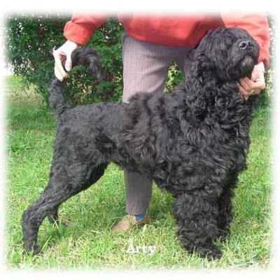 chien d’eau portugais : CH Arty