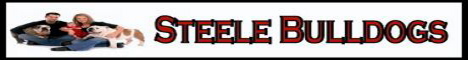 elevage Steele bulldogs