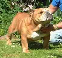 English bulldog, Bantoloch Barney Magroo