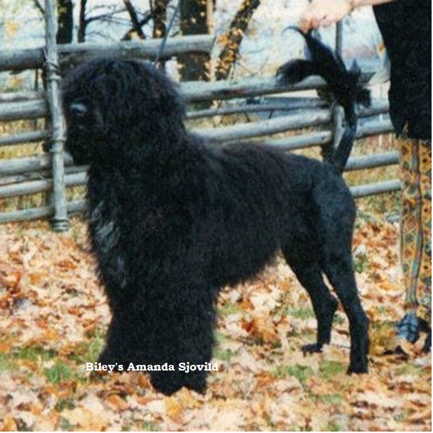 chien d’eau portugais : CH Biley's Amanda Sjovild
