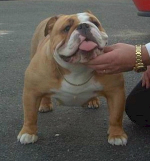 bulldog anglais