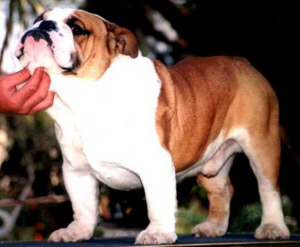 bulldog ou bouledogue anglais