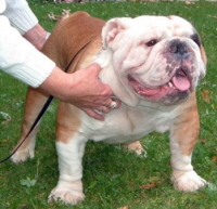 bulldog anglais : CH Lyerly's American Dream