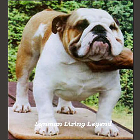 bulldog ou bouledogue anglais