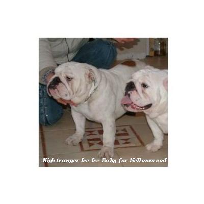 bulldog ou bouledogue anglais : Nightranger Ice Ice Baby for Mellowmood