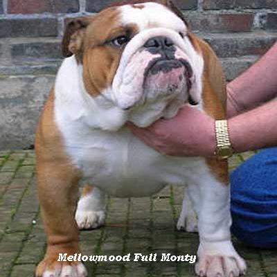 CH Mellowmood Full Monty