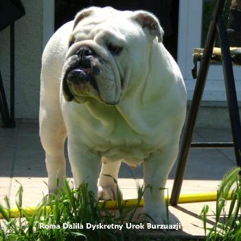 bulldog ou bouledogue anglais : Ritta Dyskretny Urok Burzuazji