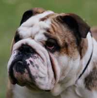 English bulldog, Ch Calibra Crusader at Brampton