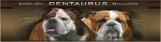 centaurus-English-bulldog-kennel English bulldog puppies in Poland ou Pologne or polish